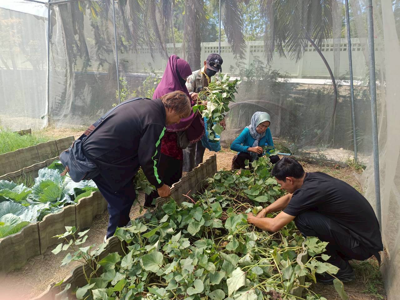 title - ศกร. ร่วมกับ ส.ป.ก.อยุธยา ติวเข้มเกษตรกร ชูโมเดล “โรงอบเคลื่อนที่ - ผัก 3 โลก - มันญี่ปุ่น” เพิ่มทางเลือกสร้างรายได้ในเขตปฏิรูปที่ดิน